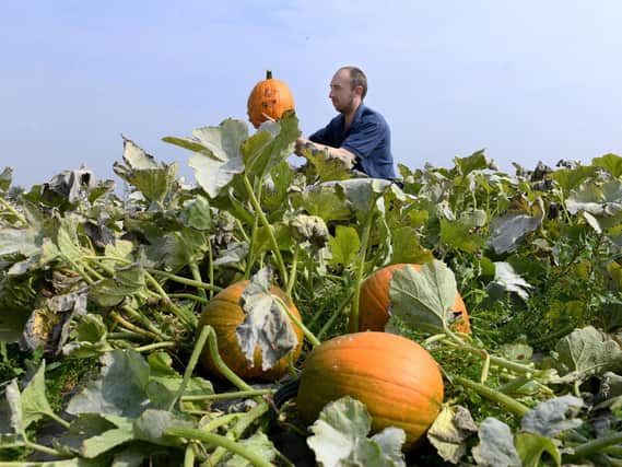 Will Alderson in his pumpkin patch