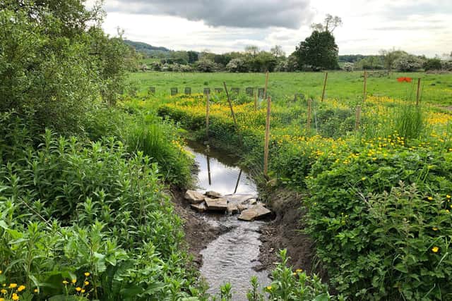 The beck on Martyn's land in early summer, before it ran dry in a drought