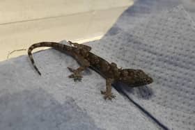 Lisa Russell called the RSPCA after finding the gecko