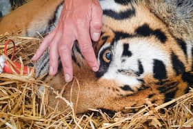 A specialist checks for signs of consciousness as Vladimir, an Amur tiger, lies sedated during a procedure