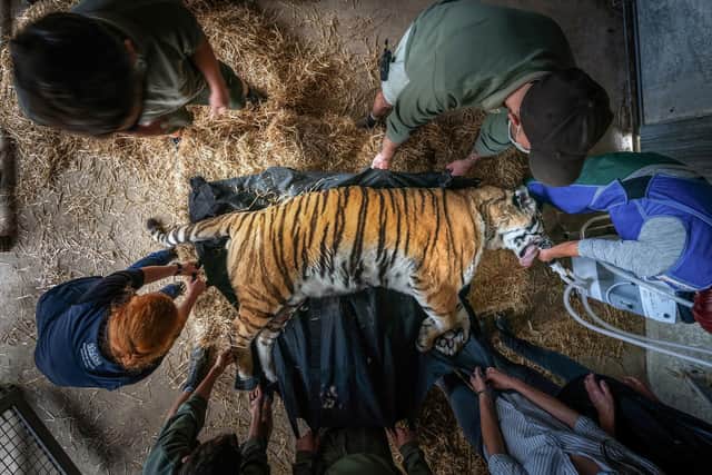 Vladimir, an Amur tiger, lies sedated during a procedure at Yorkshire Wildlife Park where vets and specialists x-rayed his spine.