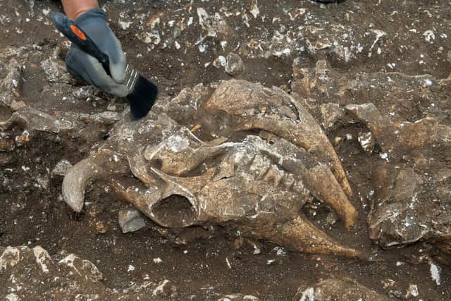 One of up to 40 cow skulls which were carefully placed around the site