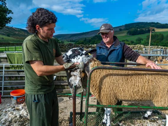 Tim and James have 'hefted' Swaledales farmed in the traditional moorland manner