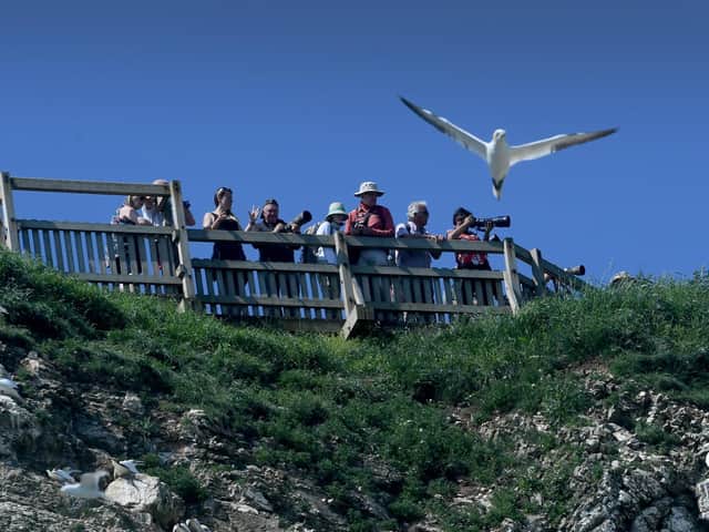 Seabird watching at RSPB Bempton Cliffs