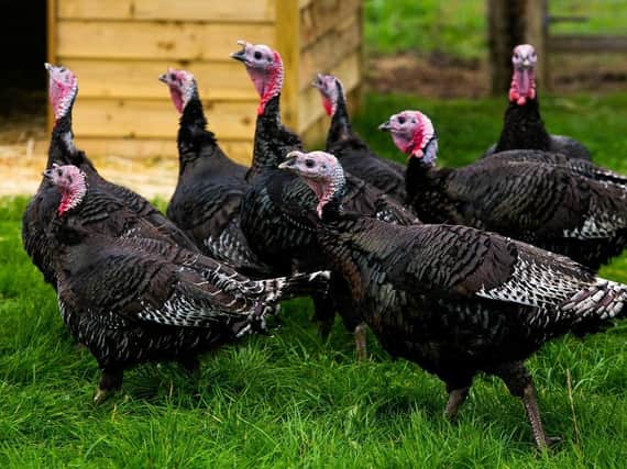 Turkeys. (Pic credit: SWNS.com)