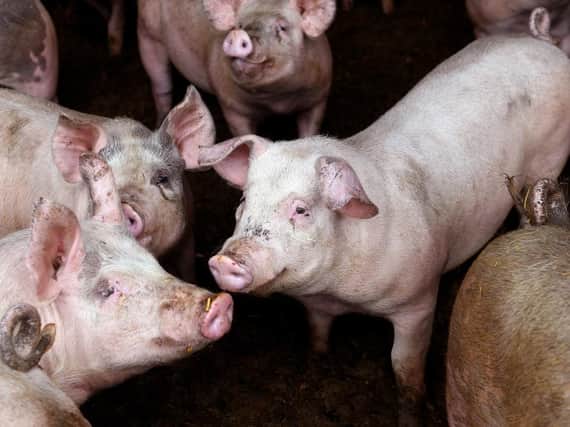 Pigs on a farm. (Pic credit: Gary Longbottom)