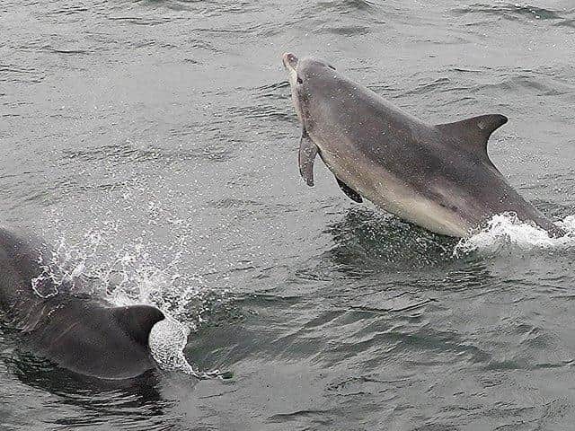 Dolphins off Scarborough. Photo courtesy of conservationist Stuart Baines, who runs the Scarborough Porpoise Facebook page.