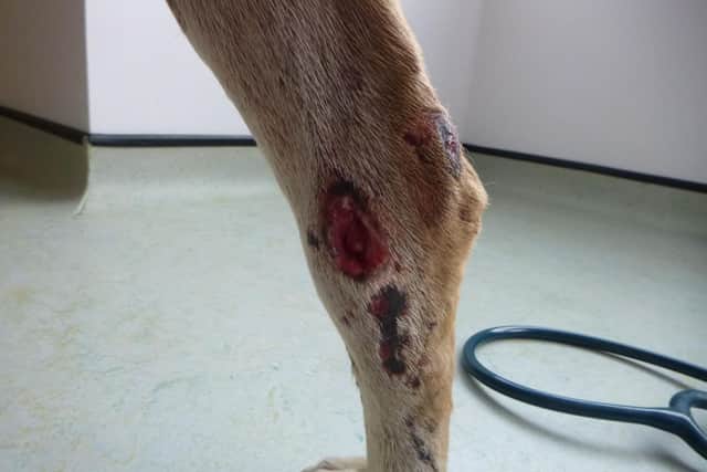 The wounds are thought to have been caused by being forced to fight or by badger baiting