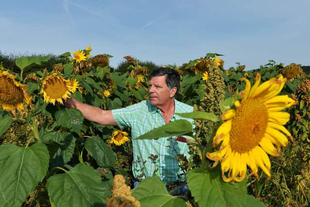 John Fenton with his sunflower crop