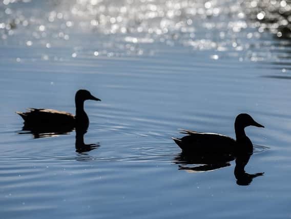 Ducks on a lake in the sun. (Pic credit: Daniel Martino)