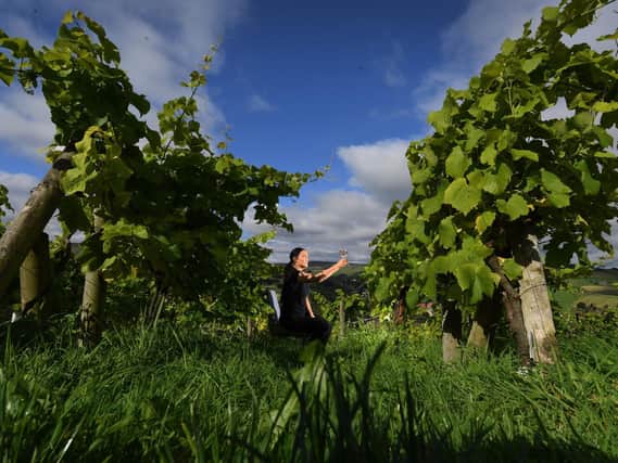 Ellie Smith is pictured amongst the vines the on the Sheveling Wine Estate, Holmfirth
