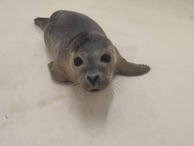 Buzzard the common seal pup is on the road to recovery in Scarborough. (Photo: Sea Life Scarborough)