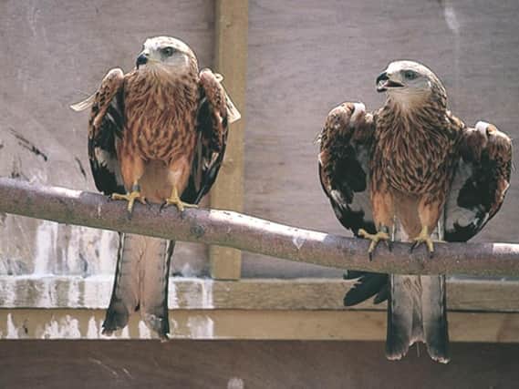 Criminals are targeting a range of birds of prey in North Yorkshire, including red kites
