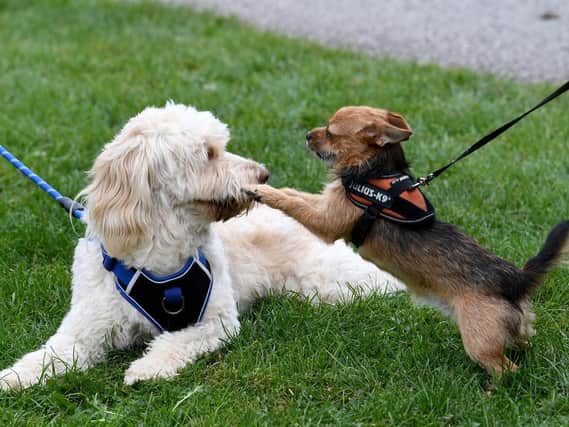 Two dogs playing with each other. (Pic credit: Simon Hulme)