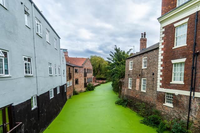 The River Foss in York turned green this week