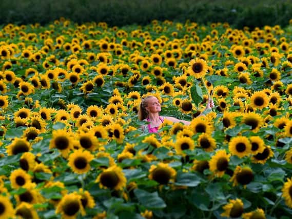 A field of sunflowers. (Pic credit: Simon Hulme)