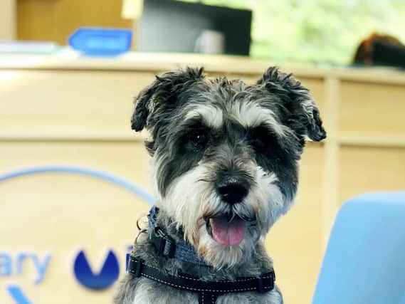 Miniature schnauzer Alfie was taken to his local practice by his worried owners after two growths began to appear on his right eye.