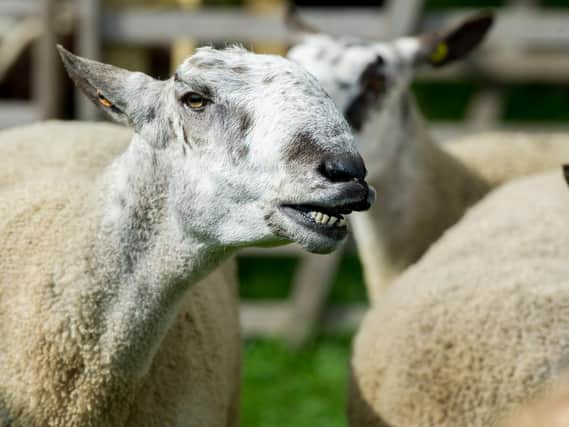A smile from a Blue Faced Leicester sheep. Picture: James Hardisty.