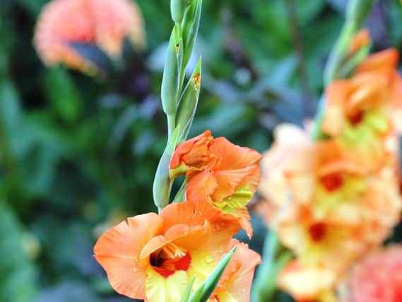 Now is the time to clean off the dead foliage of gladioli corms before storing them over winter.
