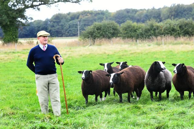 Colin Milburn of West Farm, West Knapton, near Malton, with his Zwartble ewes