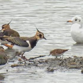 Long-toed Stint. PIC: Dave Ward