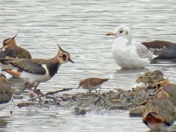 Long-toed Stint. PIC: Dave Ward