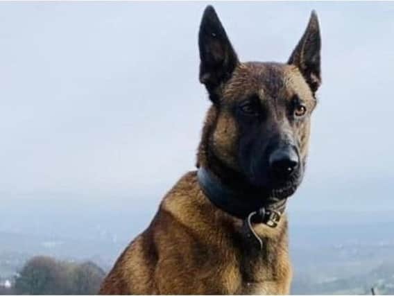 Police dog Vinnie was deployed to a Sheffield primary school this weekend to root out an alleged vehicle thief.