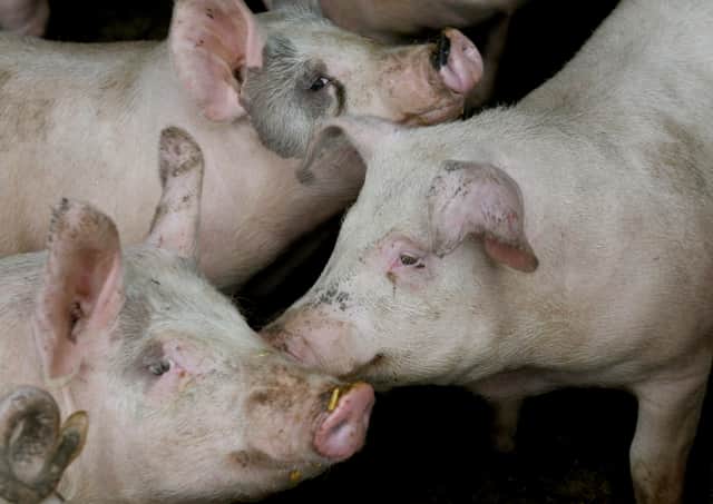 The prospect of a cull of pigs is angering farmers.