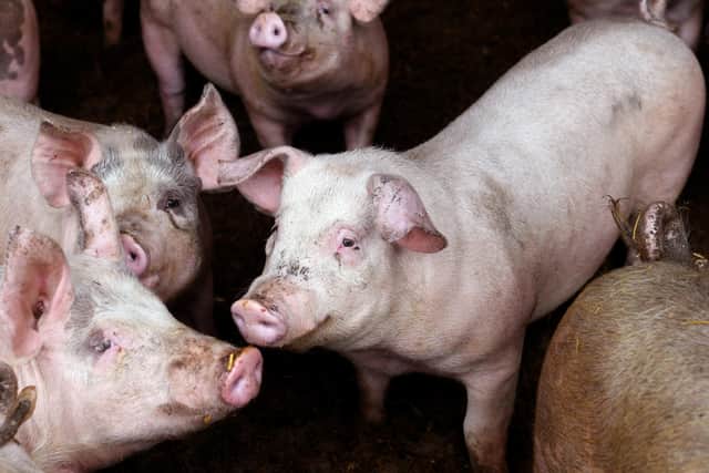 The prospect of a cull of pigs is angering farmers.