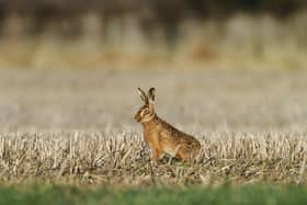 A brown Hare, enjoying the early morning sun in a stubble field near Harewood Picture: James Hardisty