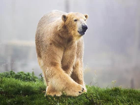 Hamish the polar bear at Yorkshire Wildlife Park. (Pic credit: Danny Lawson / PA)