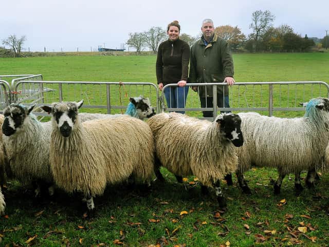 Chris and Amandas Hargreaves are a leading Masham sheep breeding duo