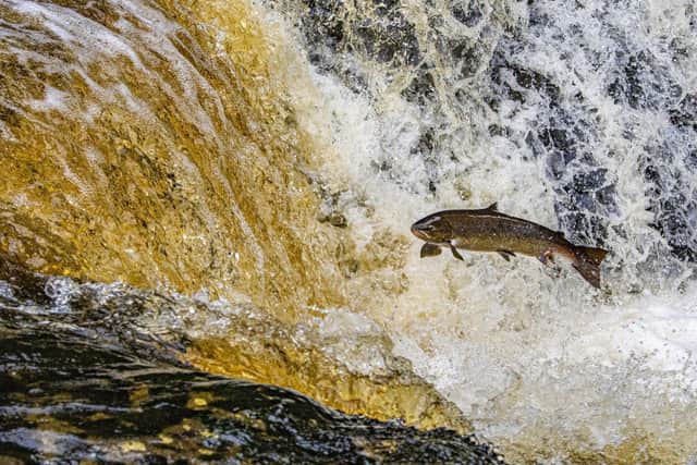 Visitors watch on for salmon leaping on the River Ribble at Stainforth Force in the Yorkshire Dales as the annual migration to their spawning grounds begins. Picture Tony Johnson