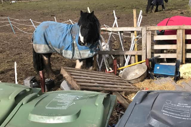 The ponies were kept in a field with hazardous materials
