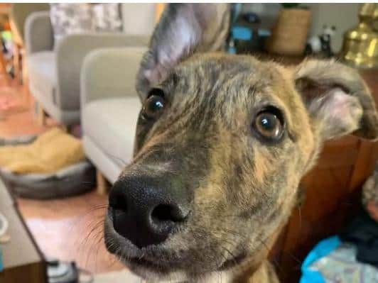 Bonnie, a six-month old Lurcher cross, needs spinal surgery after the accident in which Jenna Cross’s older dog Alfie was also hit.