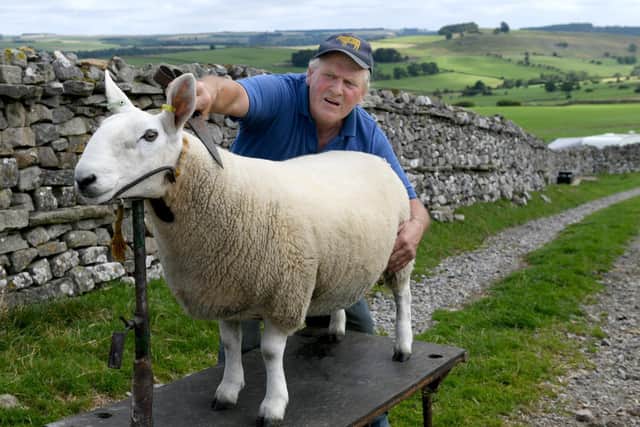 Keith Stones of Nun Cote Nook farm, near Marrick getting a North County Cheviot Gimmer Shearling ready for the Monmouth sale in August Credit: Gary Longbottom