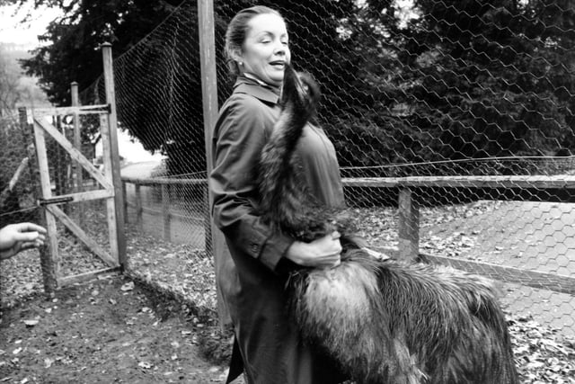 Countess of Harewood in the Bird Garden at Harewood House with an emu in November 1973. This was one of two six month old new additions to the Bird Garden, purchased from Whipsnade Zoo. They refused to pose for the photograph.
