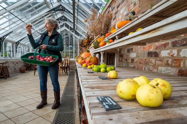 The historic glasshouses are ideal for apple growing