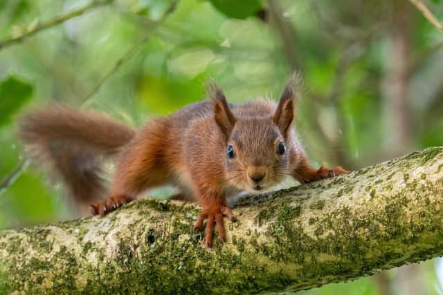The Mammal Society has announced a ground-breaking new initiative aimed at protecting one of the UK’s most loved native species, the Red Squirrel.