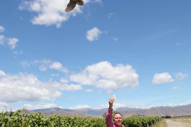 Brent Marris keeps birds off his vines with a falcon.