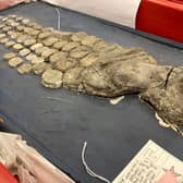 The remains of an ichthyosaur, an extinct species of fish-like reptile which first appeared around 250 million years ago and is housed at Leeds City Museum.