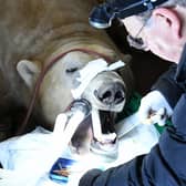 Sisu undergoing the dental surgery