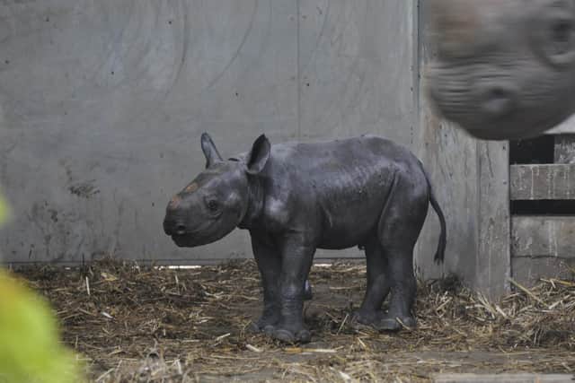 The adorable baby rhino is yet to be named. Photo: Flamingo Land