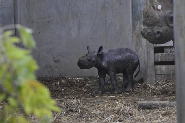 The birth is critical as Eastern black rhinos are listed as Critically Endangered. Photo: Flamingo Land