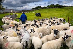 The impact of the New Zealand trade deal on farming is causing concern.