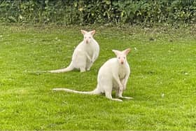 Roxy and Amadeus the albino Wallabies have gone missing from their enclosure in Thorner.