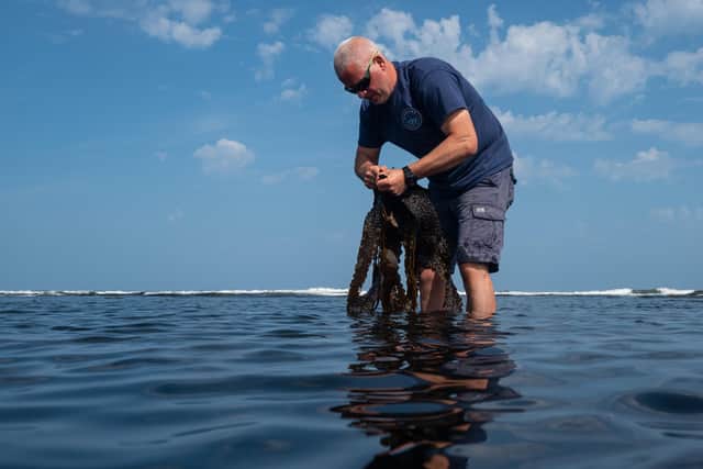 Co-founder of SeaGrown Wave Crookes harvesting seaweed off the coast of Scarborough Picture: SeaGrown/Erik Woolcott