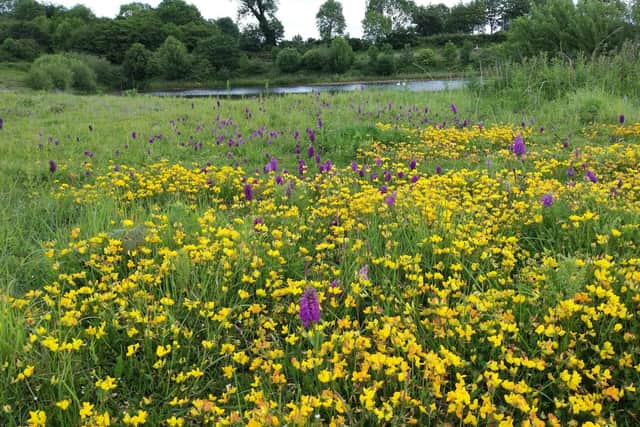 Orchids and Bird’s-foot Trefoil on the old silt lagoon - credit Simon Warwick.