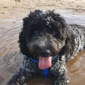Milo the cockerpoo who swallowed a face mask which was wrapped around a bone