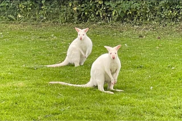 Wallabies Roxy and Amadeus escaped from Thorner Alpacas on the outskirts of Leeds